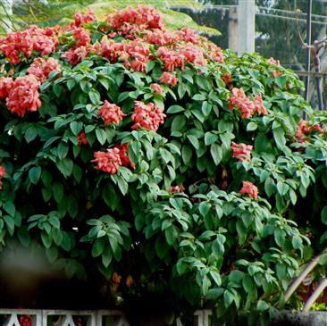 Mussaenda philippica